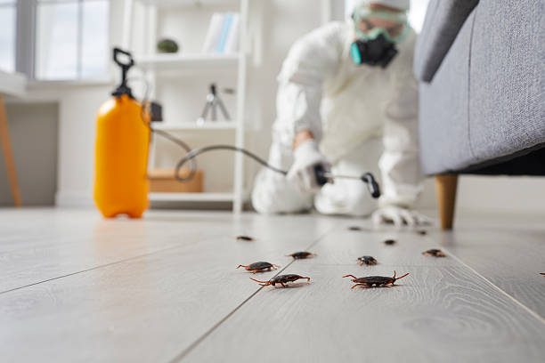 Affordable Termite Control solutions in Mount Orab, OH